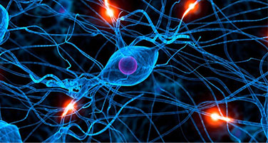 Microscopische weergave van neuronen met vertakkende zenuwuitlopers.