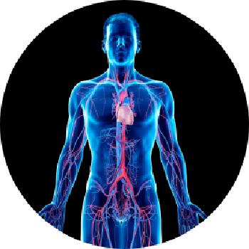 Menselijk lichaam met zichtbare bloedvaten om FH af te beelden