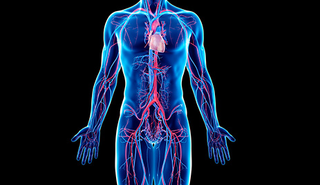 Menselijk lichaam met zichtbare bloedvaten om FH af te beelden