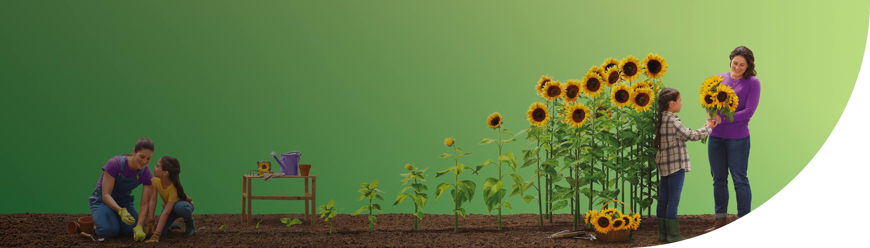 'woman and girl gardening with growing sunflowers on a green background