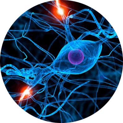 Microscopische weergave van neuronen met vertakkende zenuwuitlopers.